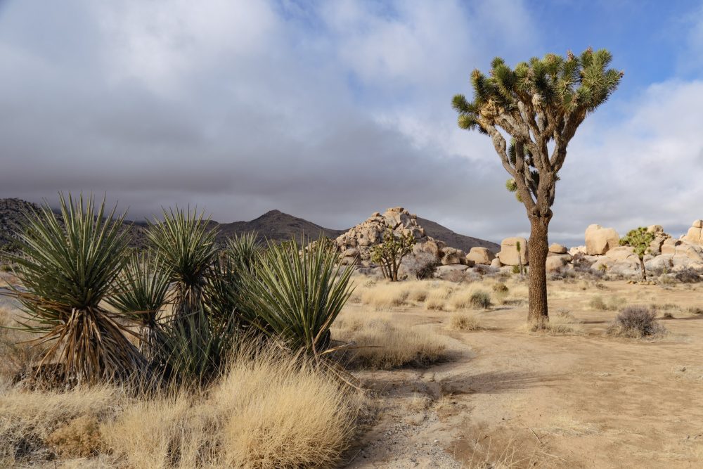 A Joshua tree and other plans are among brown rocks with a mostly cloudy sky.