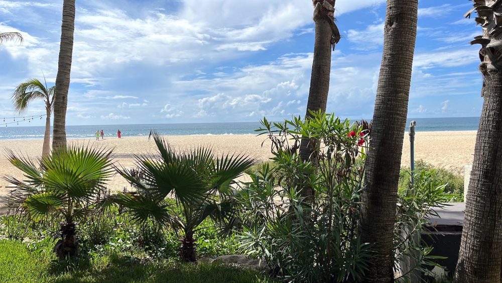 A view of the Pacific Ocean with tropical plants and brown sand in the foreground.